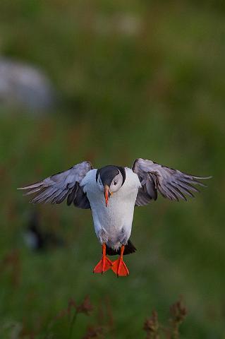 067 Runde, papegaaiduiker.jpg